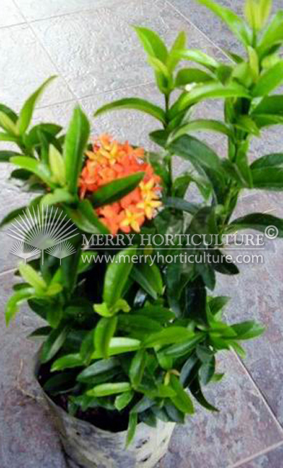 Ixora thai orange 2